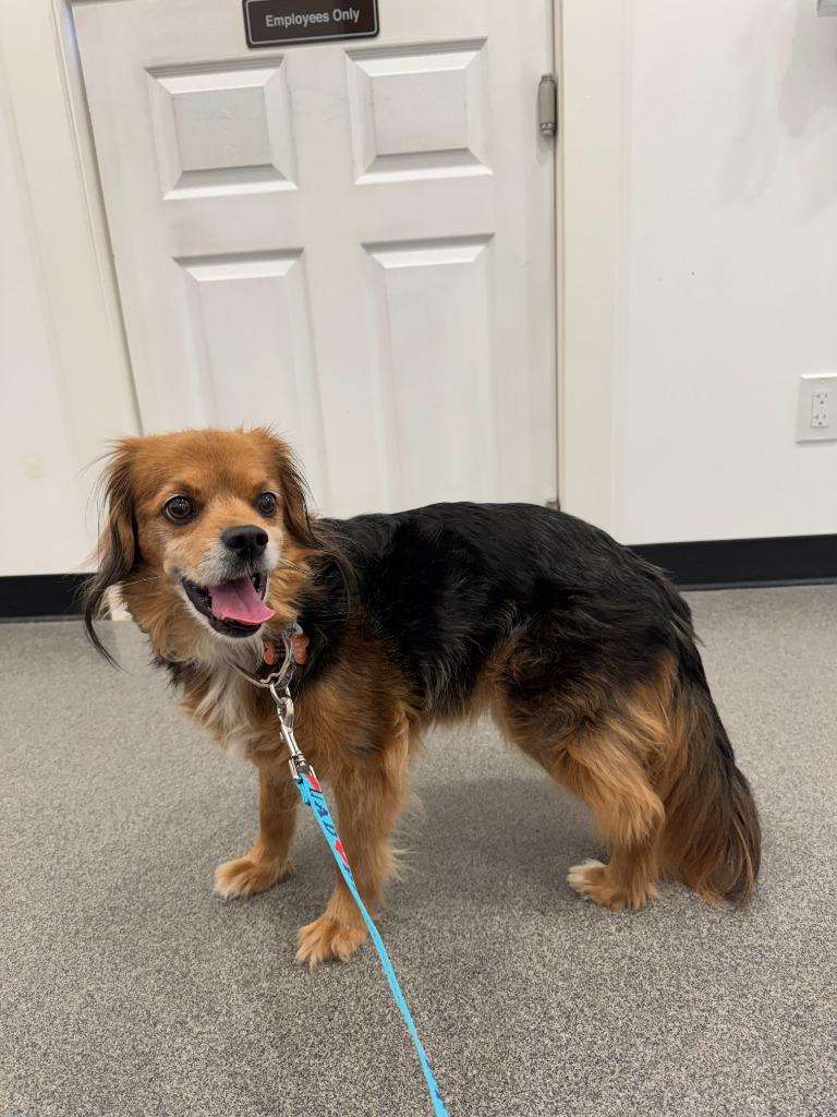 Enlarge Max, a Adopted mixed breed in Lunenburg, VT image 1/3