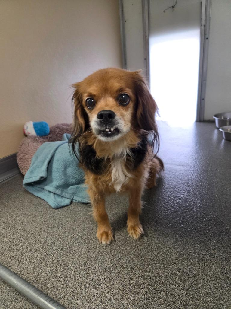 Enlarge Max, a Adopted mixed breed in Lunenburg, VT image 2/3