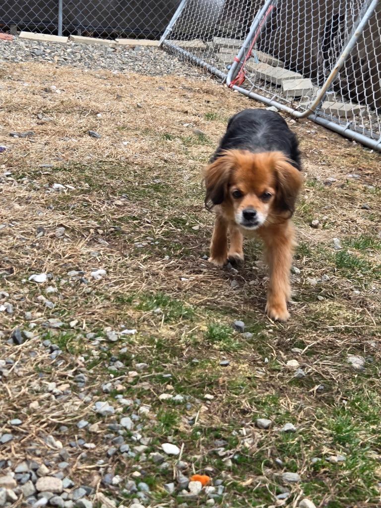 Enlarge Max, a Adopted mixed breed in Lunenburg, VT image 3/3