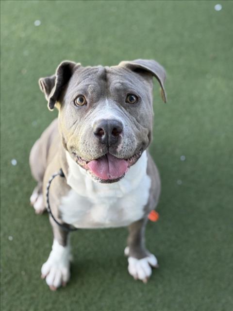 Enlarge MAMA, a Adoptable Pit Bull Terrier in Los Angeles, CA image 1/1