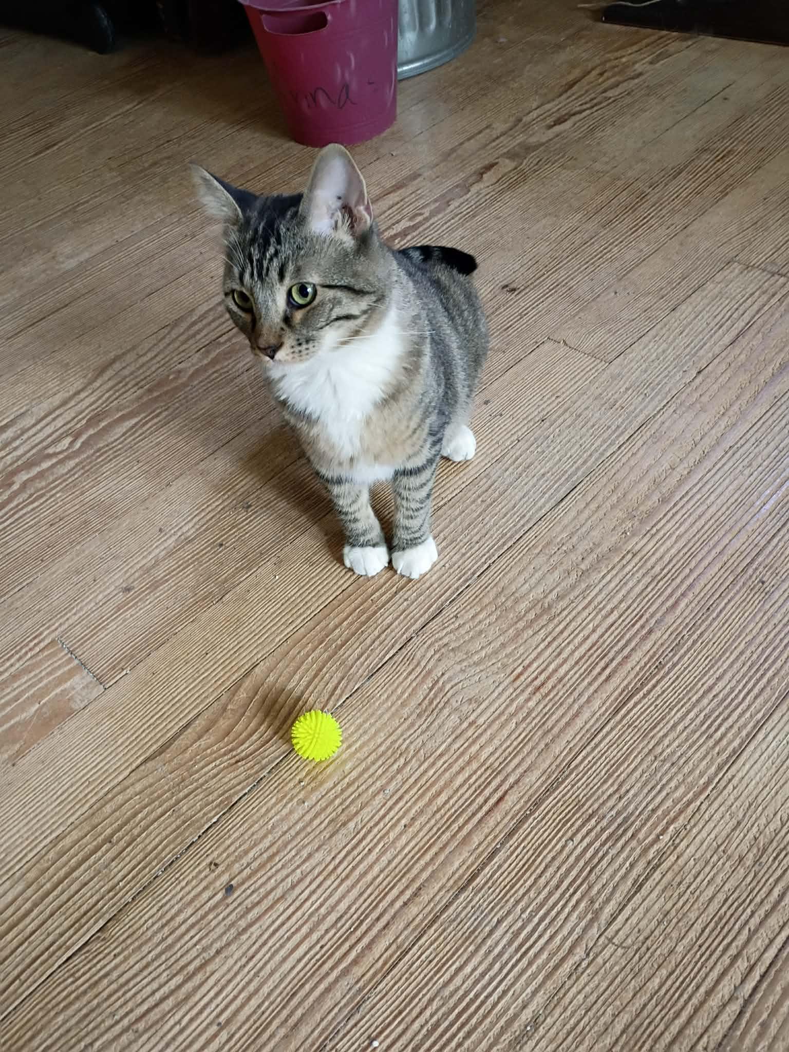 Boss, a ADOPTABLE Tabby in Fort Worth, TX image 3/3