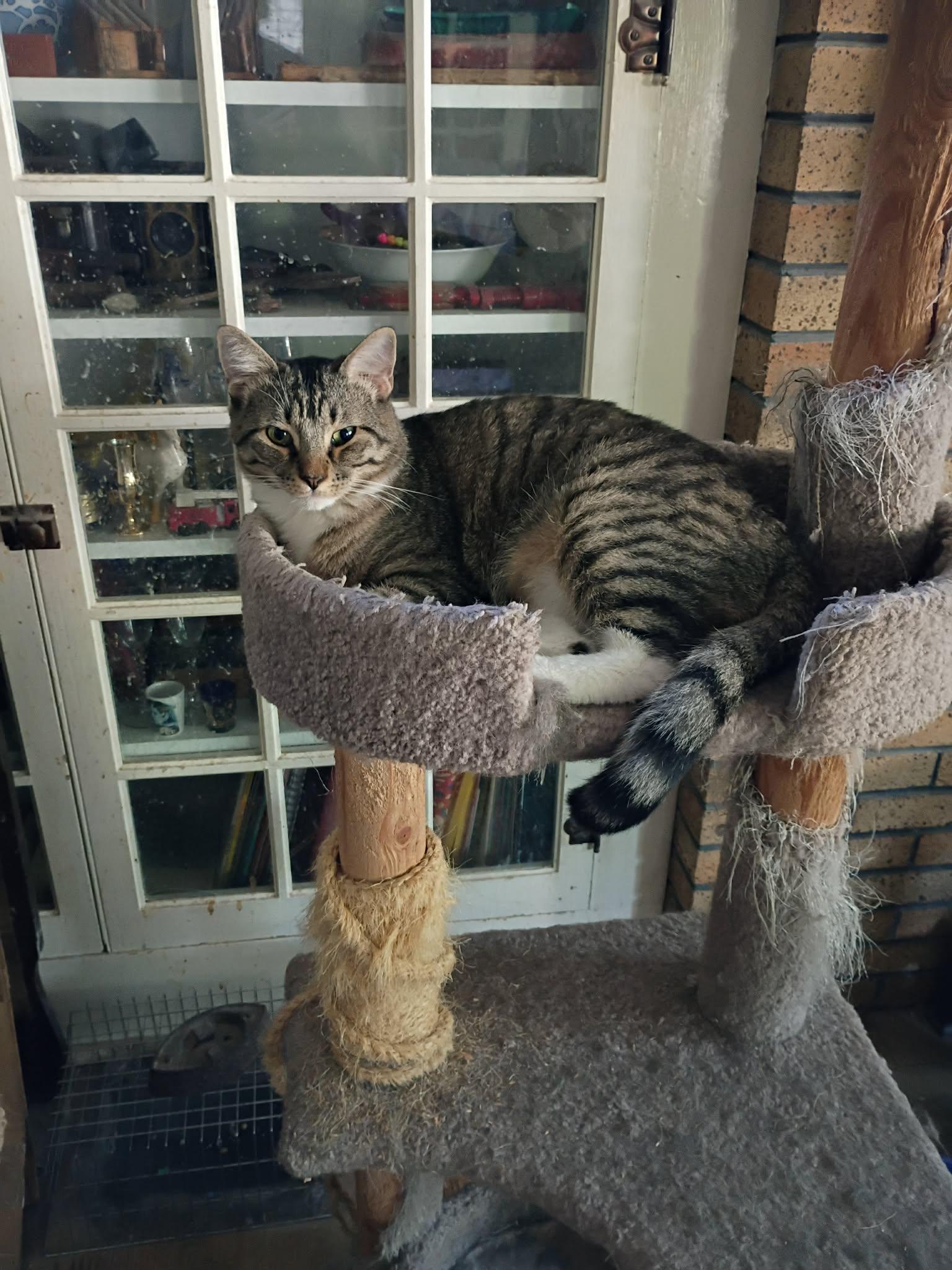 Boss, ADOPTABLE, Young Male Tabby.