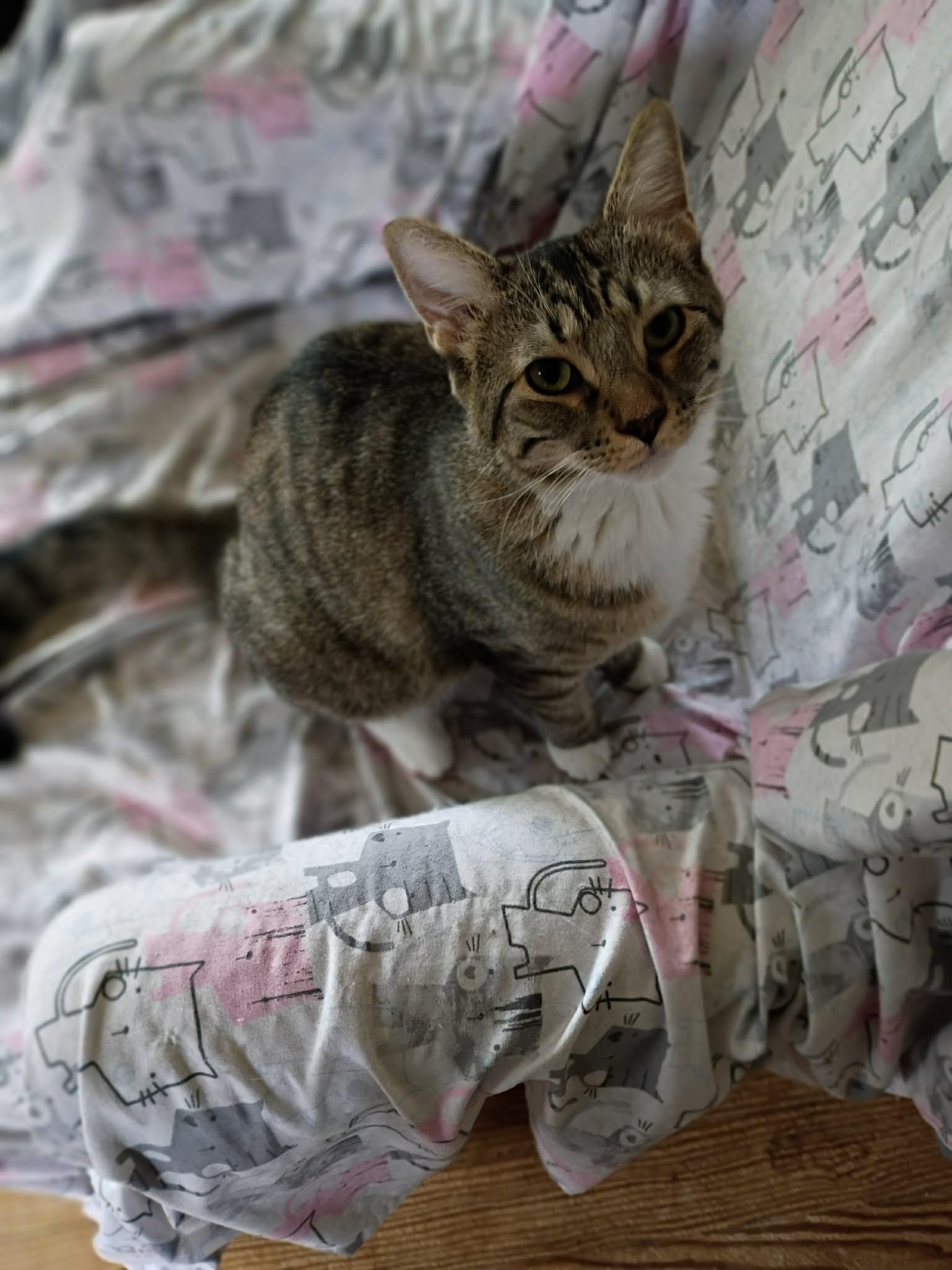 Boss, a ADOPTABLE Tabby in Fort Worth, TX image 2/3