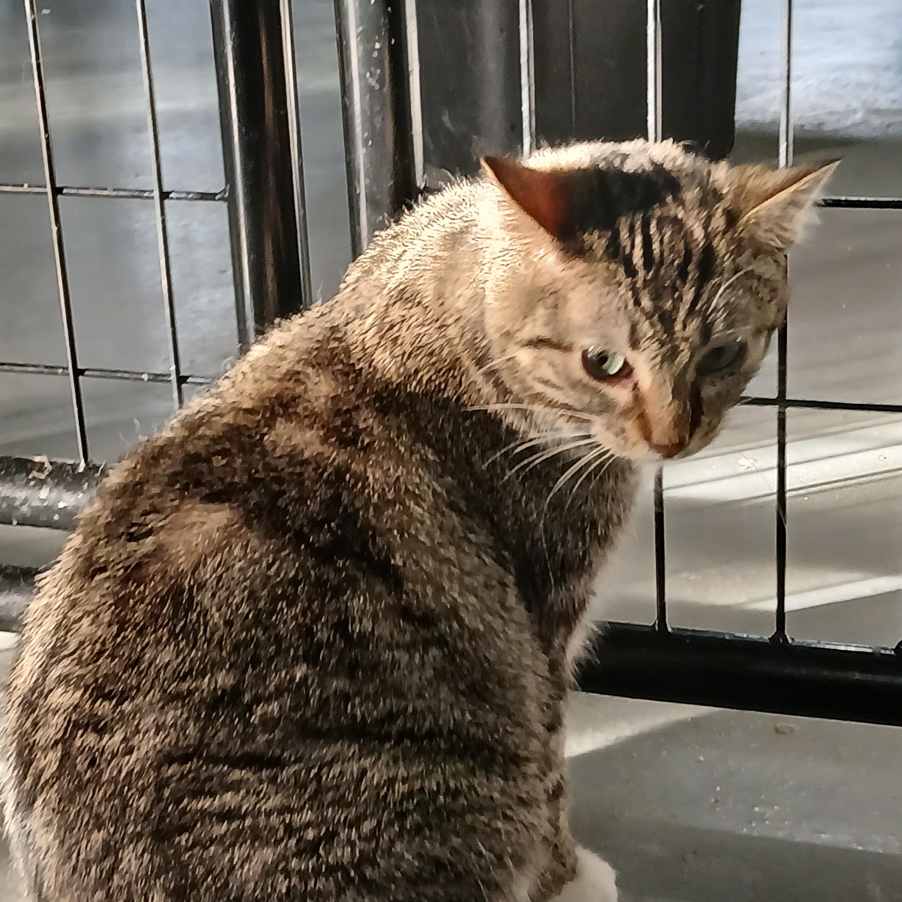 Enlarge Rosie, a Adoptable Domestic Short Hair in Iowa Falls, IA image 1/1