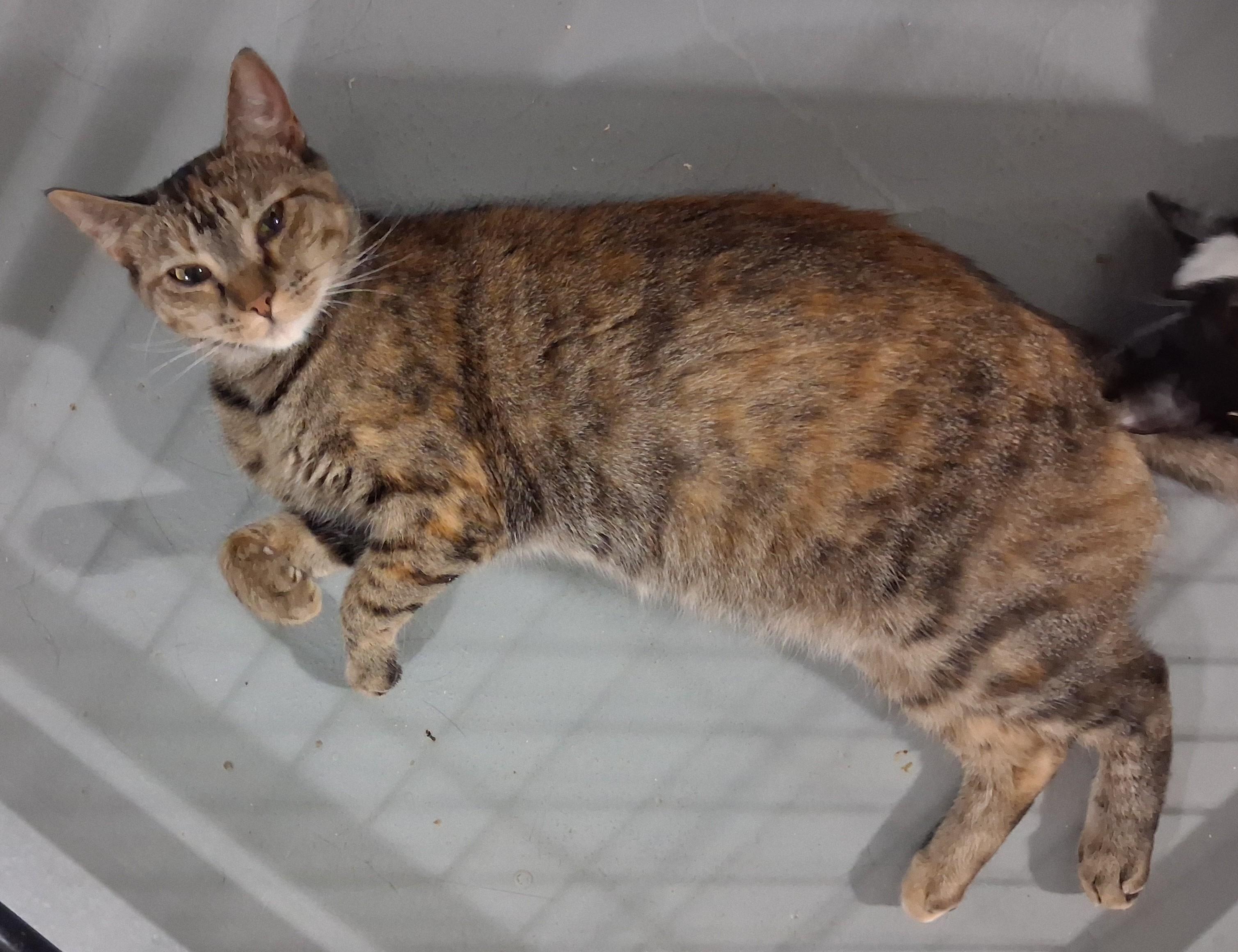 Enlarge Rosie, a Adoptable Domestic Short Hair in Iowa Falls, IA image 3/4