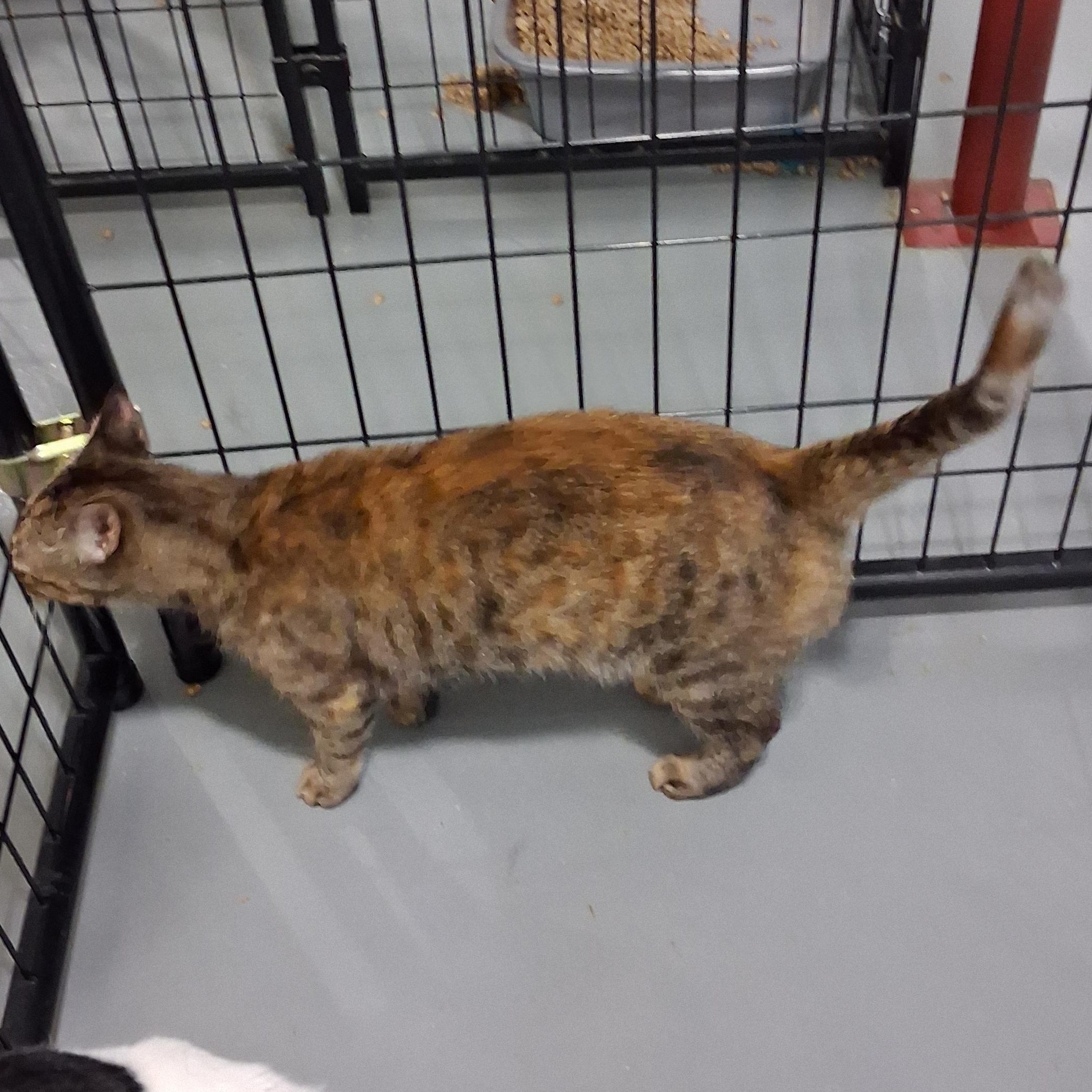 Enlarge Rosie, a Adoptable Domestic Short Hair in Iowa Falls, IA image 4/4