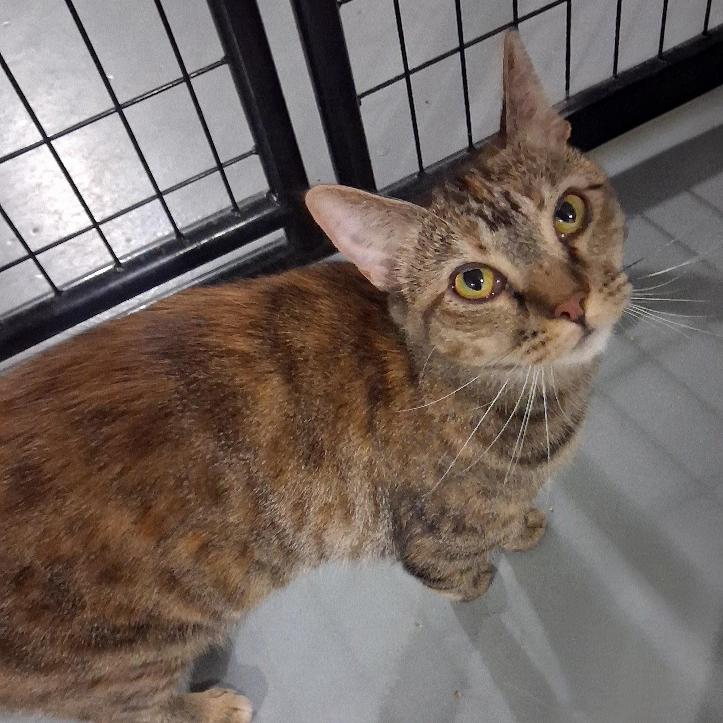 Enlarge Rosie, a Adoptable Domestic Short Hair in Iowa Falls, IA image 1/4