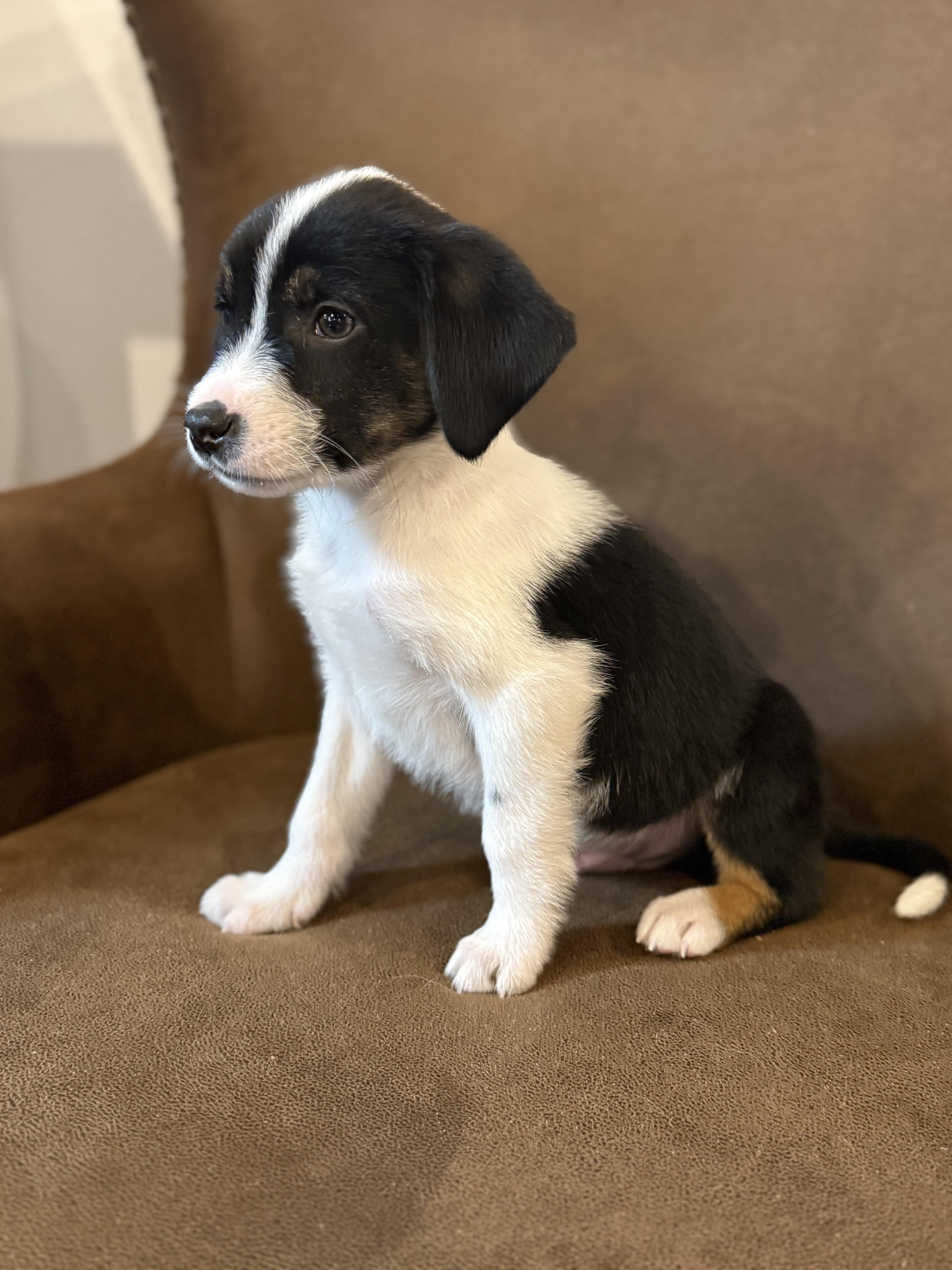 Richard, ADOPTABLE, Puppy Male Spaniel & Australian Shepherd.