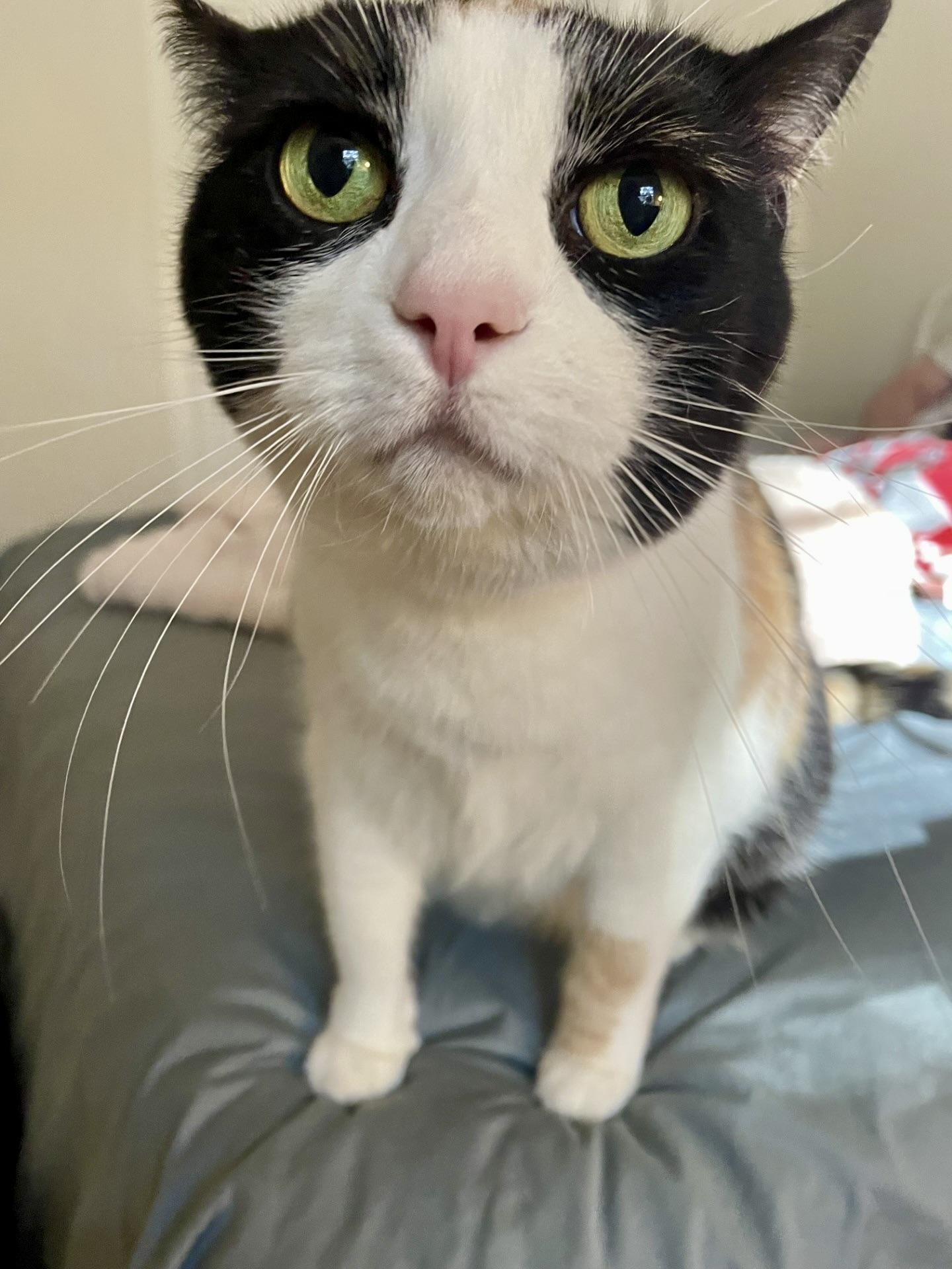 Enlarge Gwen, a Adoptable Calico in BLACK MOUNTAIN, NC image 2/5