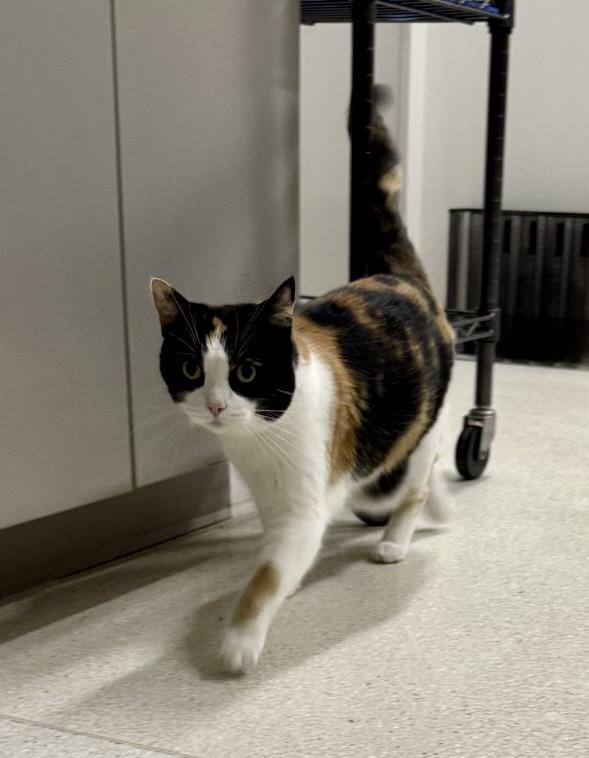 Enlarge Gwen, a Adoptable Calico in BLACK MOUNTAIN, NC image 3/5