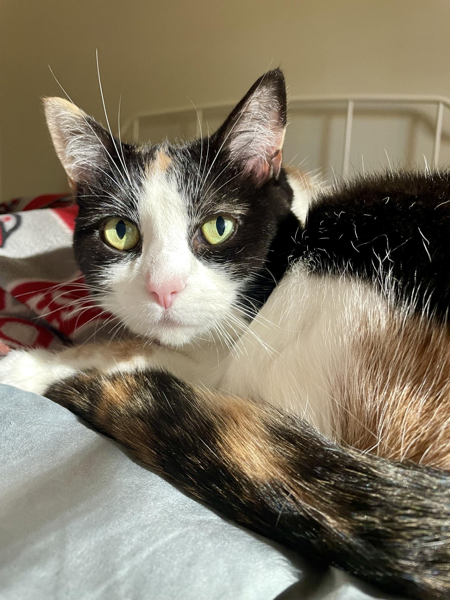 Enlarge Gwen, a Adoptable Calico in BLACK MOUNTAIN, NC image 1/5
