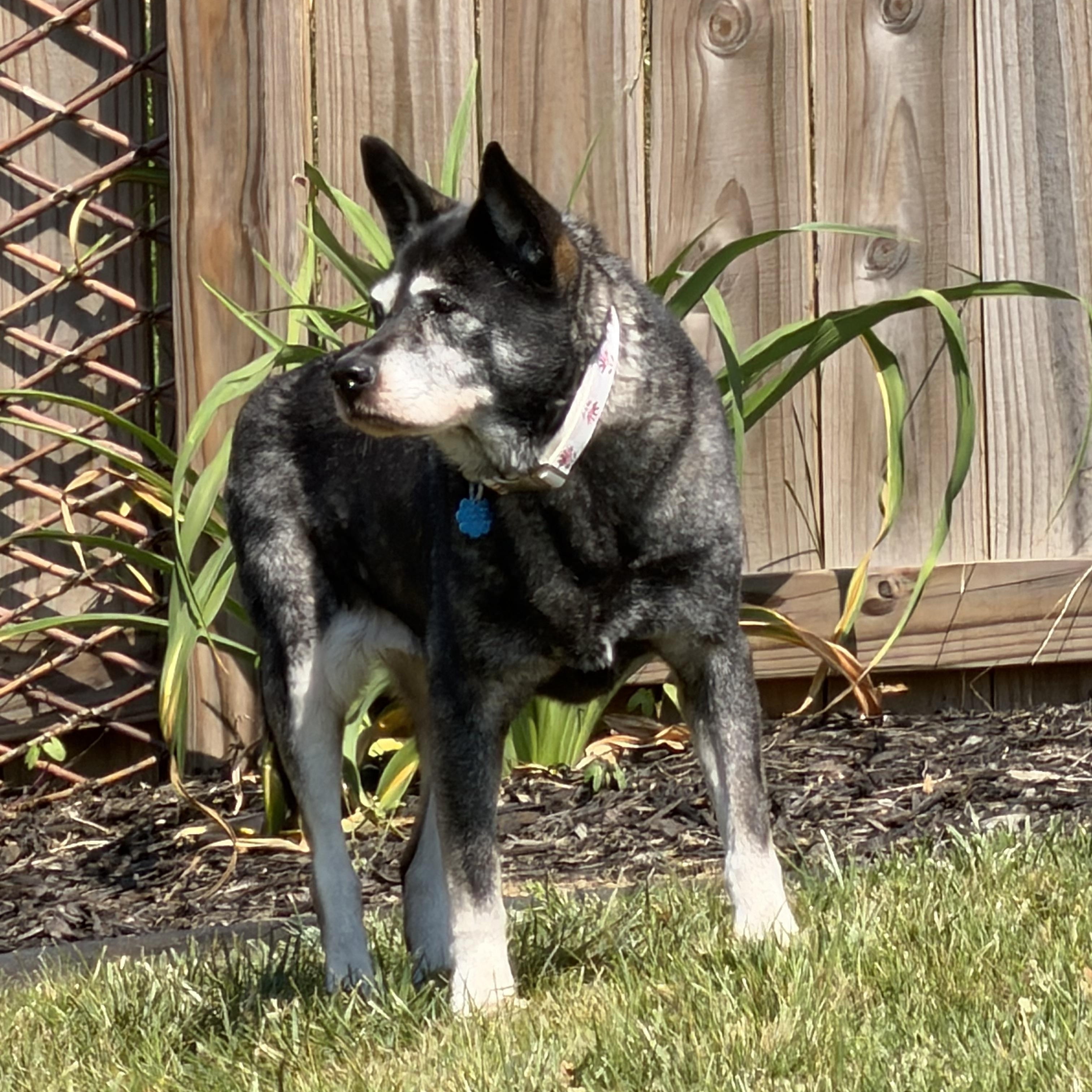 Sasha, ADOPTABLE, Senior Female Alaskan Malamute & Husky.