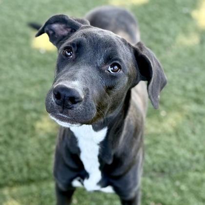 Patsy, Adoptable, Young Female Pit Bull Terrier.