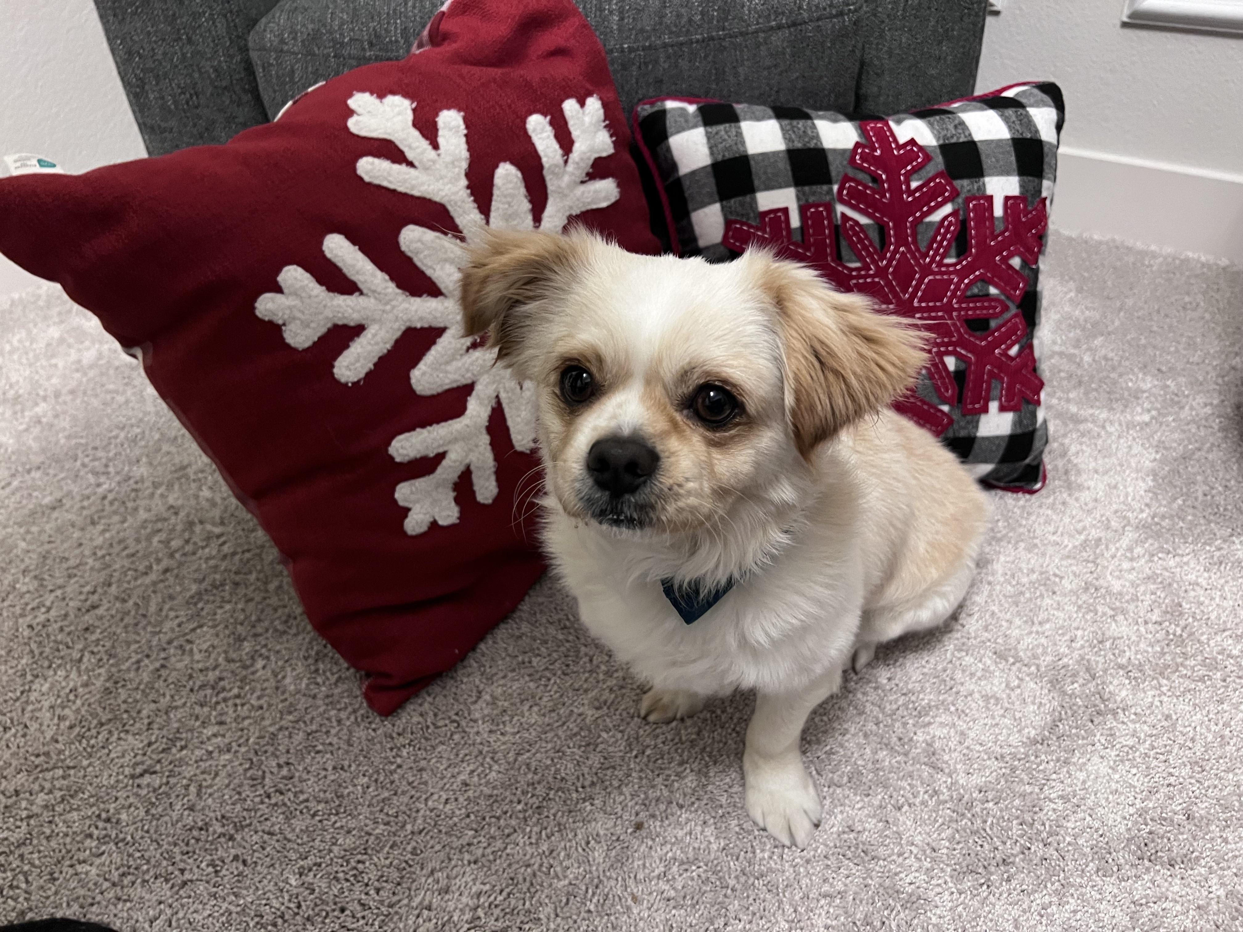 Enlarge Beethoven, an adoptable mixed breed in Cedarburg, WI image 4/4