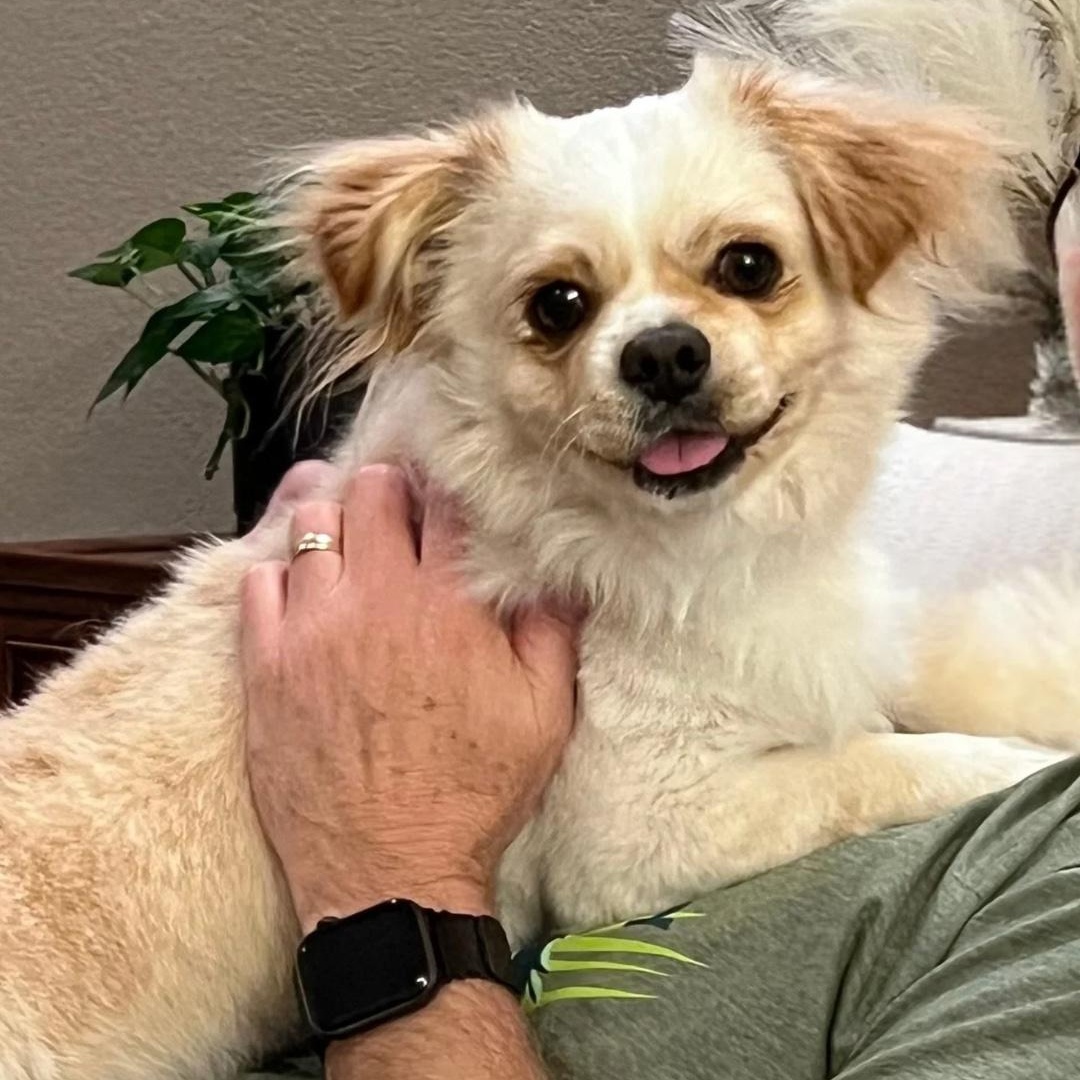 Beethoven, adoptable, Adult Male Pekingese.