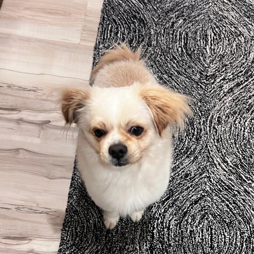 Enlarge Beethoven, an adoptable mixed breed in Cedarburg, WI image 2/4