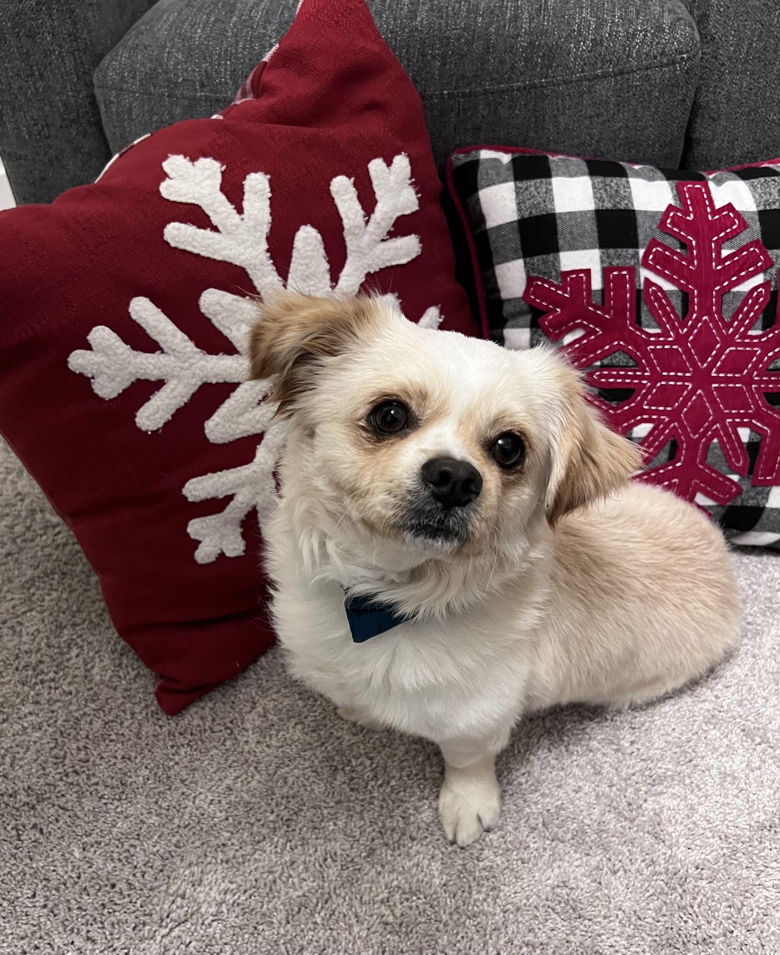 Enlarge Beethoven, an adoptable mixed breed in Cedarburg, WI image 3/4