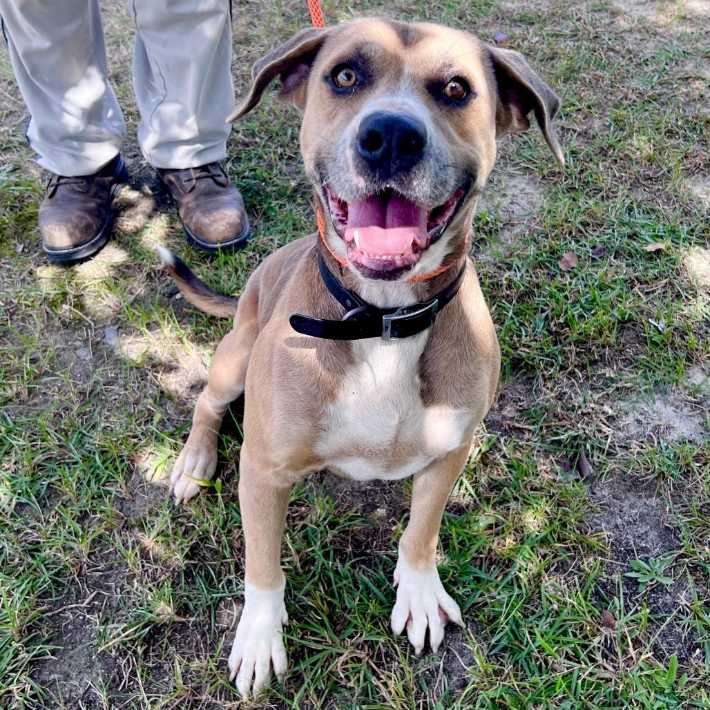 John Denver, Adoptable, Young Male Mixed Breed.