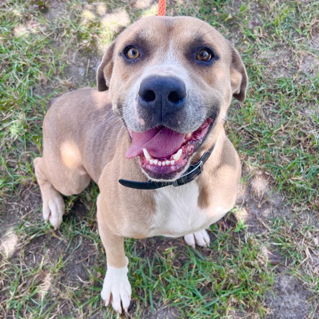 Enlarge John Denver, a Adoptable Mixed Breed in Sylvania, GA image 2/2