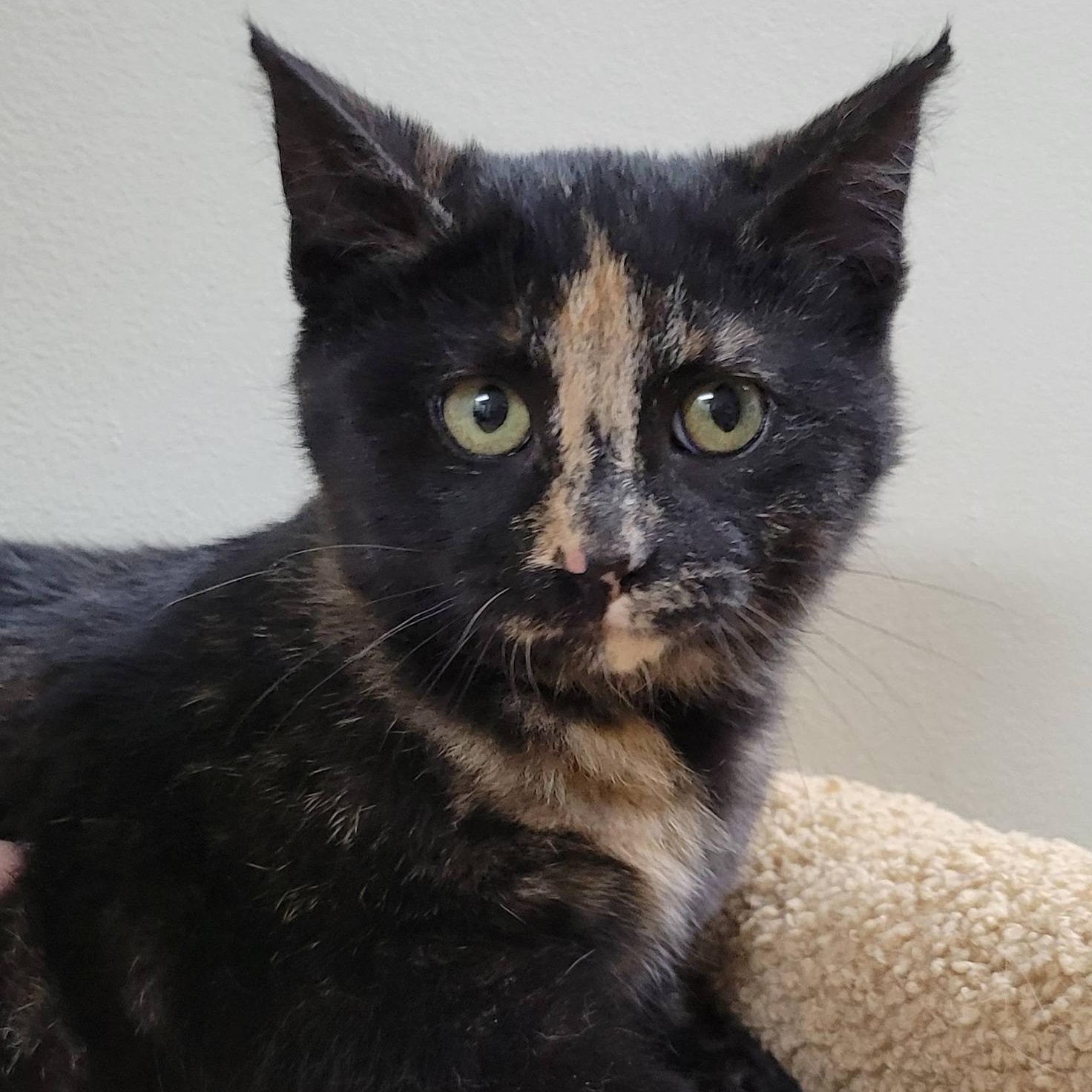 Enlarge Claira, an adopted Tortoiseshell in Mazon, IL image 1/1