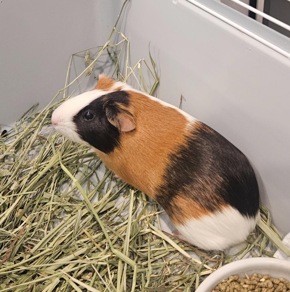 Fleur & Hermione, ADOPTABLE, Young Female Guinea Pig.