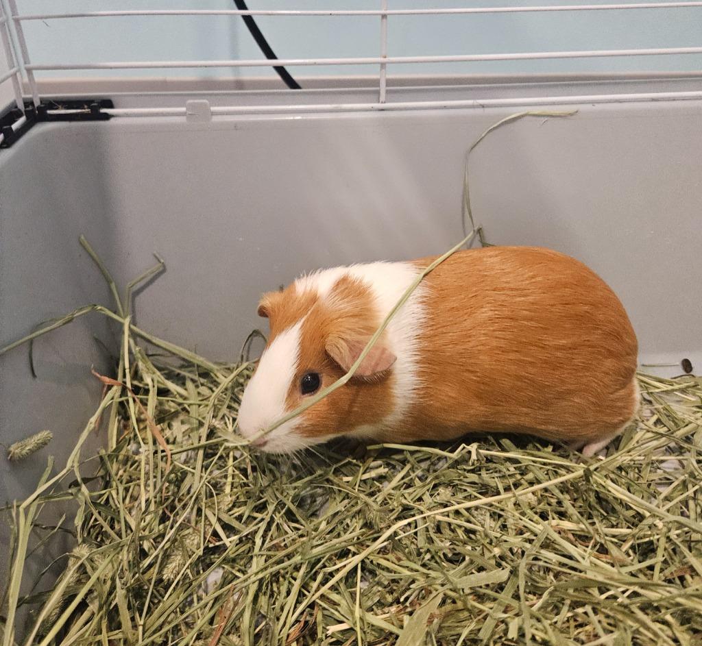 Fleur, ADOPTABLE, Young Female Guinea Pig.
