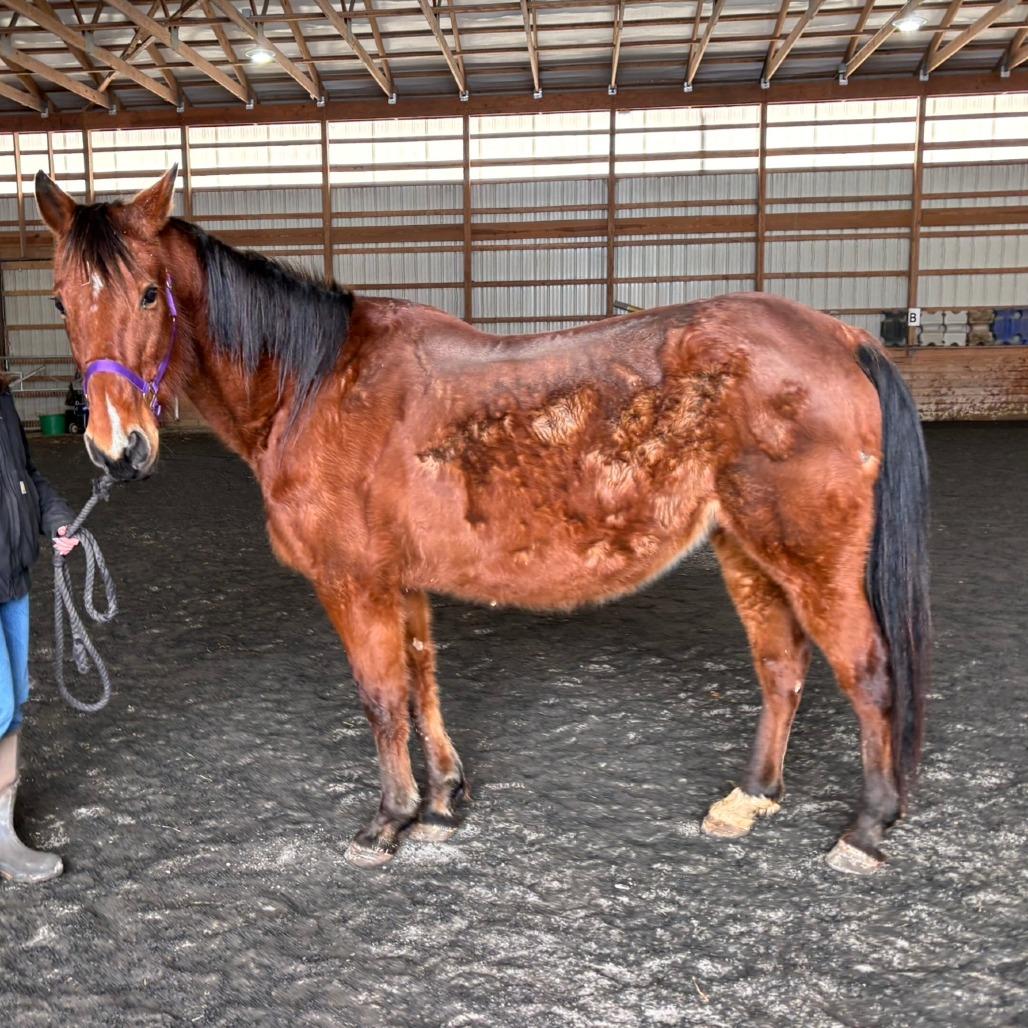 Bernadette, a Adoptable Standardbred in Quakertown, PA image 1/4