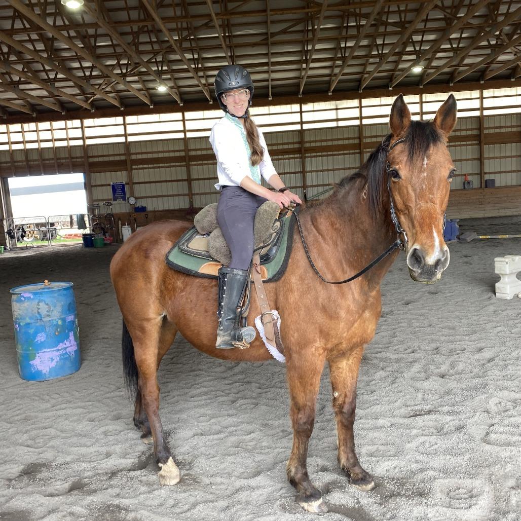 Bernadette, a Adoptable Standardbred in Quakertown, PA image 2/4