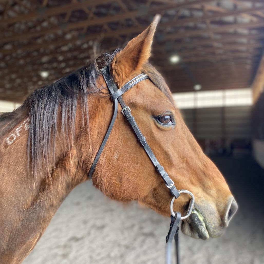 Bernadette, a Adoptable Standardbred in Quakertown, PA image 3/4
