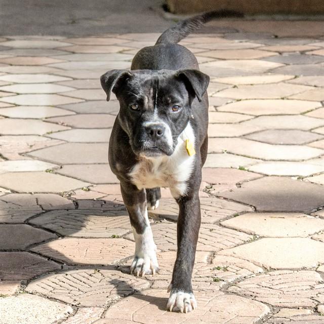Enlarge PERDITA, a Adoptable mixed breed in Saint Louis, MO image 1/1