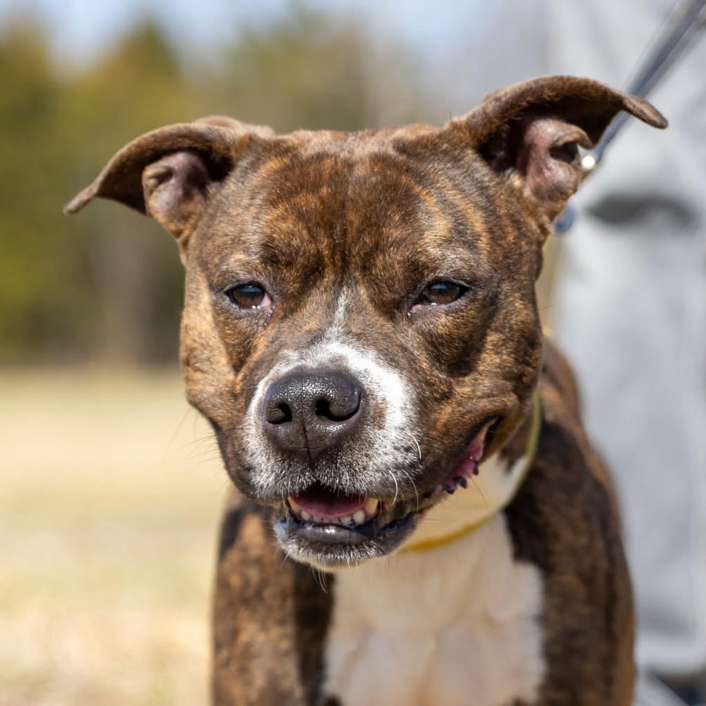 Rocky, ADOPTABLE, Young Male Staffordshire Bull Terrier & Bulldog.