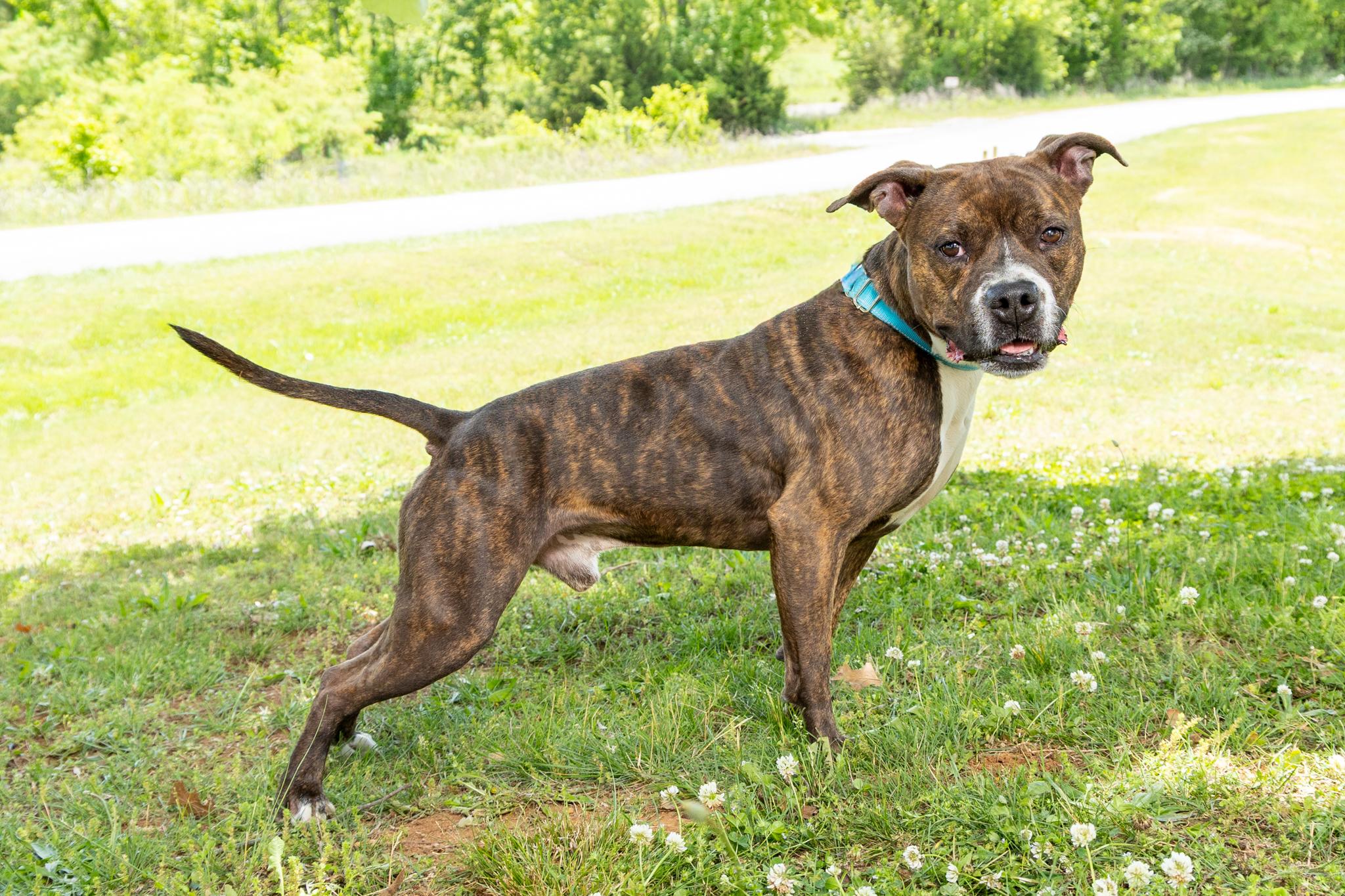 Enlarge Rocky, a ADOPTABLE mixed breed in Lebanon, TN image 2/6