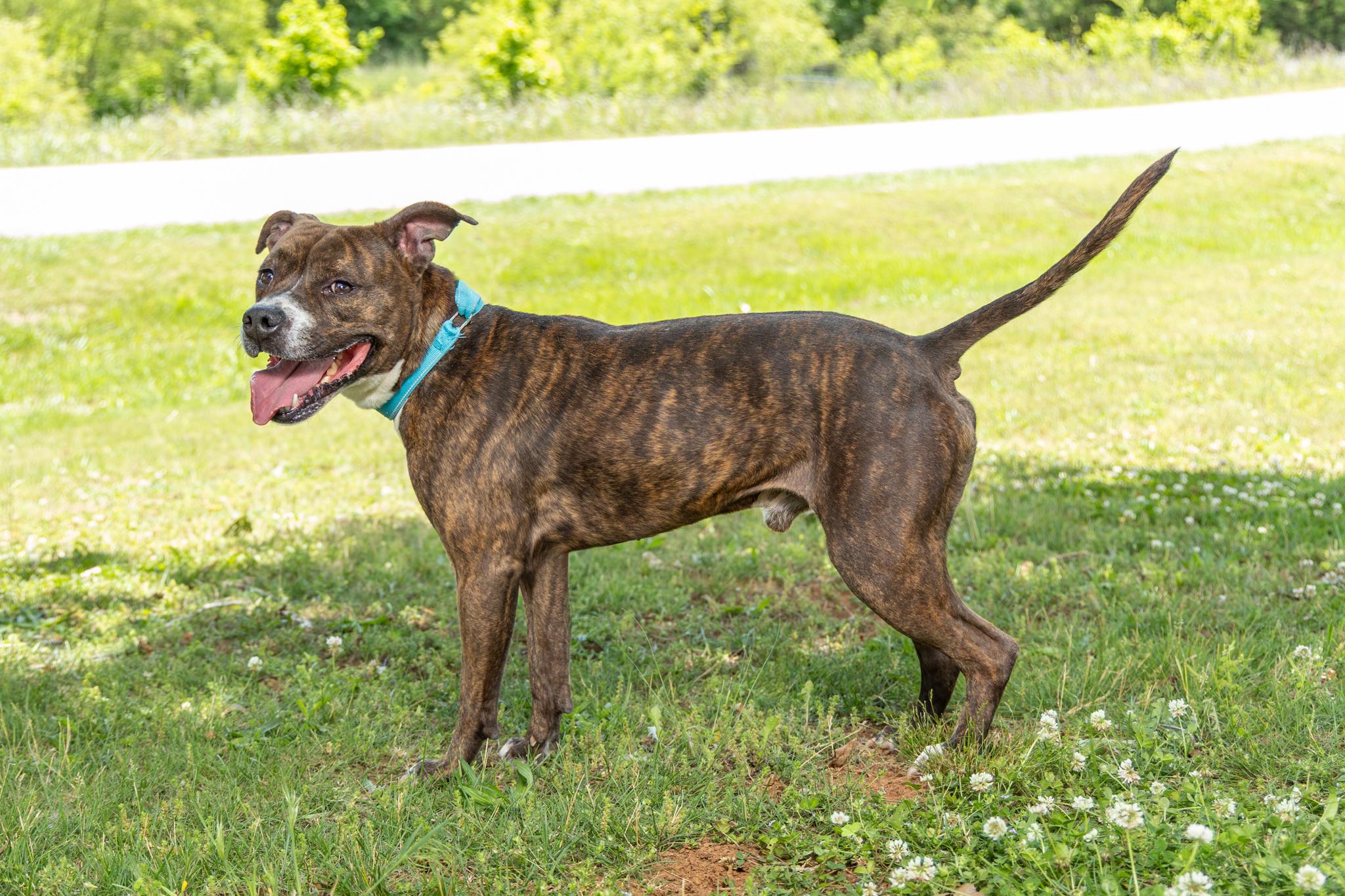 Enlarge Rocky, a ADOPTABLE mixed breed in Lebanon, TN image 3/6