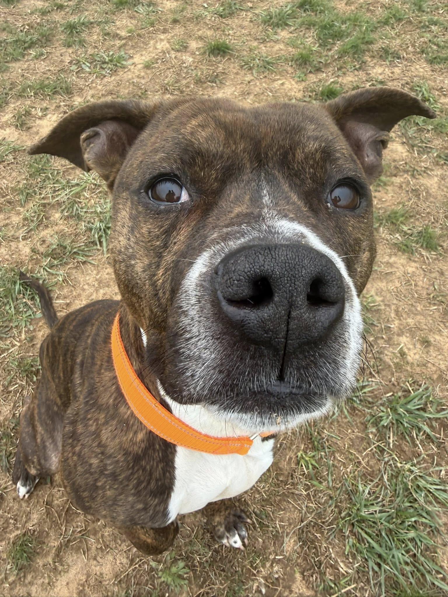 Enlarge Rocky, a ADOPTABLE mixed breed in Lebanon, TN image 1/6
