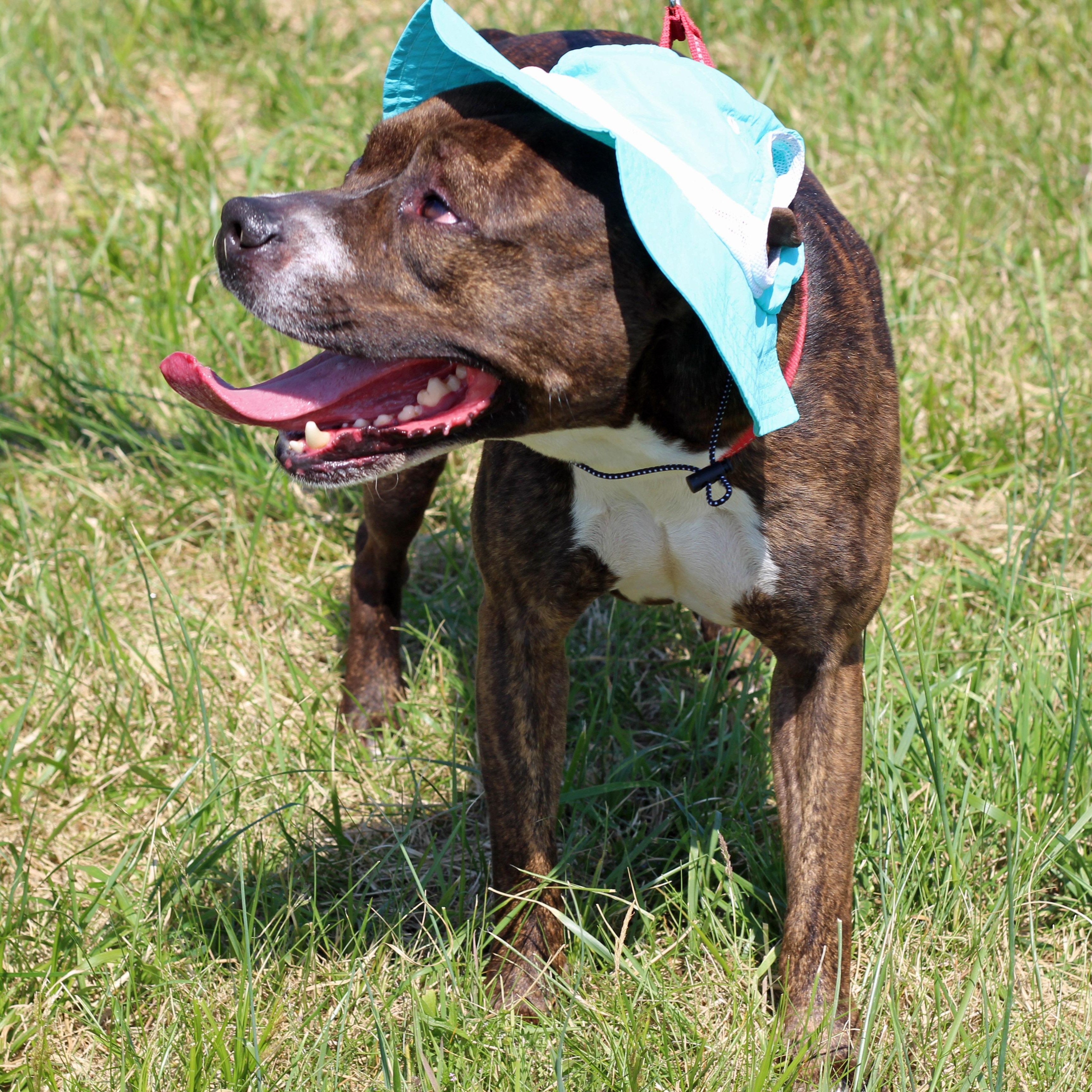 Enlarge Rocky, a ADOPTABLE mixed breed in Lebanon, TN image 4/6