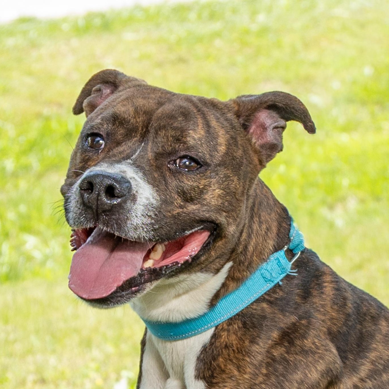 Rocky, ADOPTABLE, Young Male Staffordshire Bull Terrier & Bulldog.