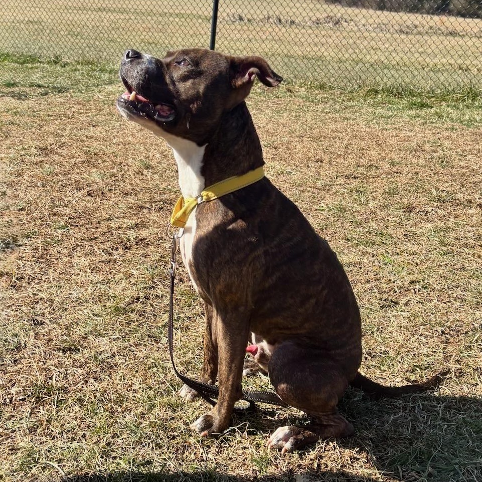 Rocky, a ADOPTABLE mixed breed in Lebanon, TN image 5/5