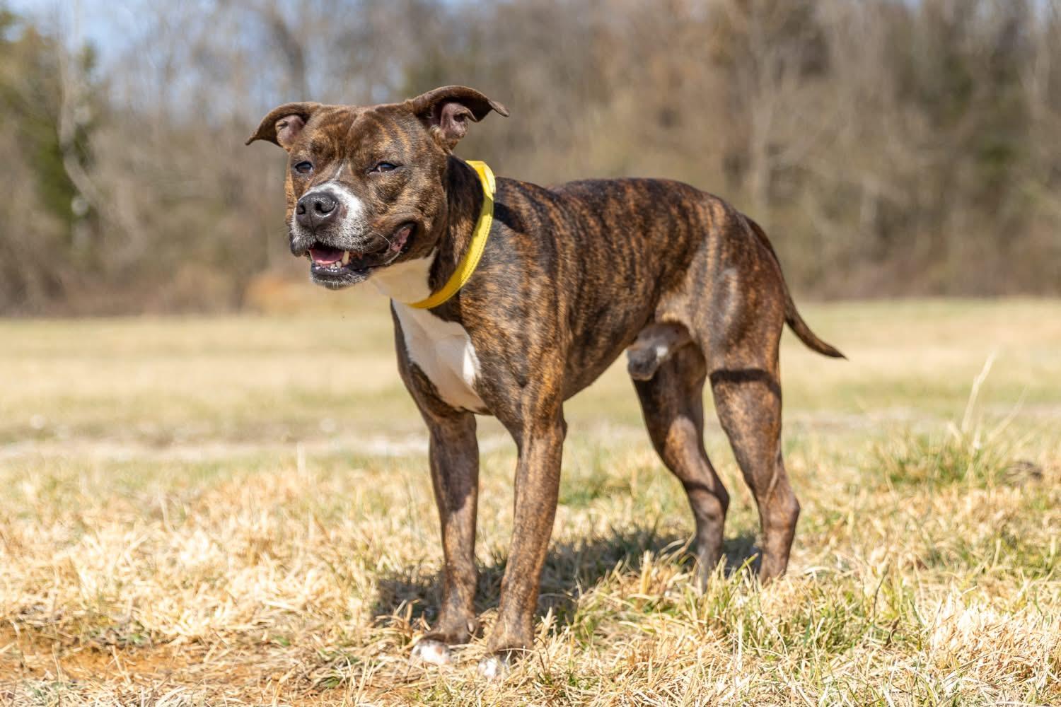 Rocky, a ADOPTABLE mixed breed in Lebanon, TN image 3/5