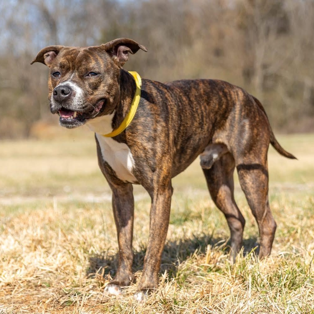 Enlarge Rocky, a ADOPTABLE mixed breed in Lebanon, TN image 4/6
