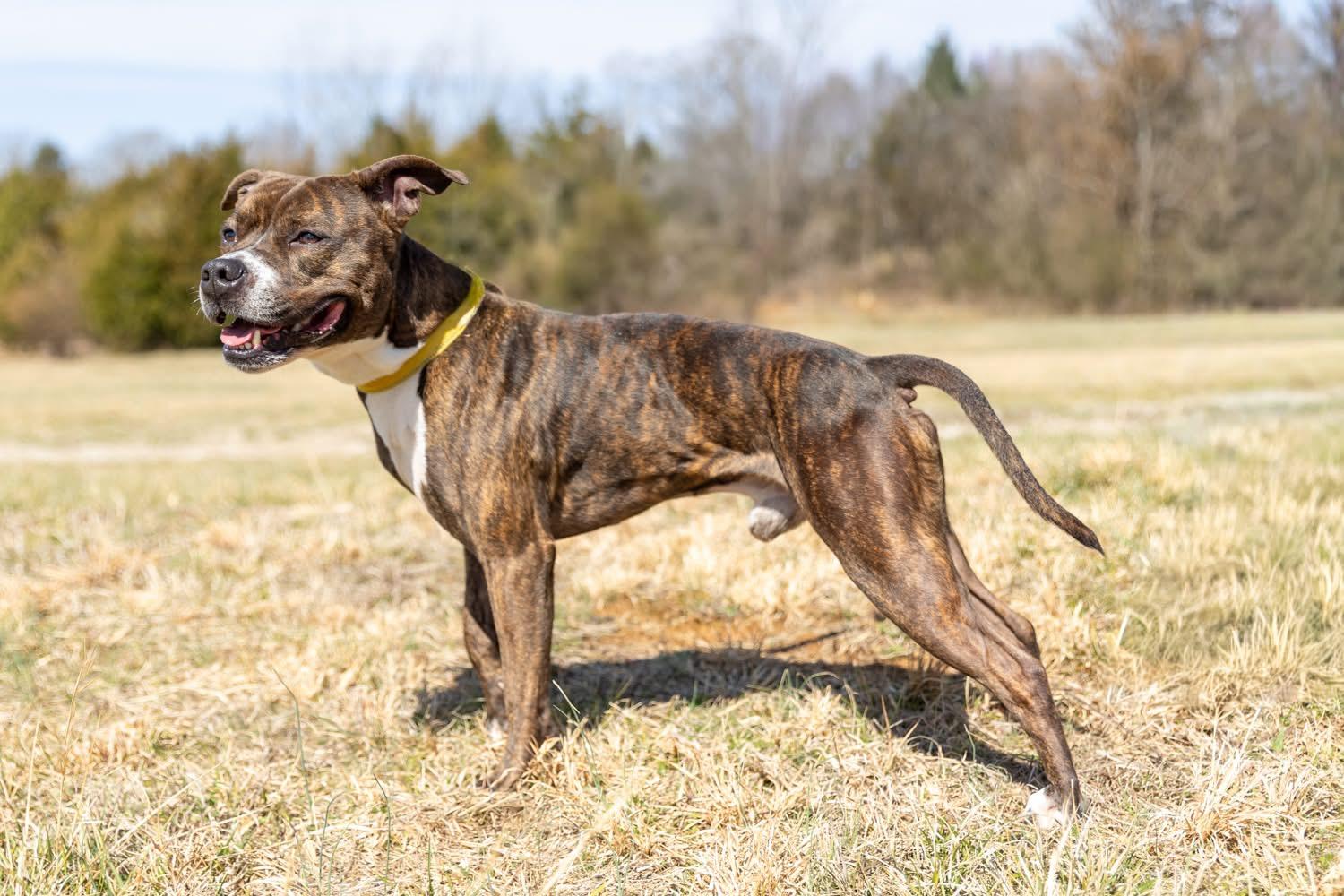 Rocky, a ADOPTABLE mixed breed in Lebanon, TN image 4/5