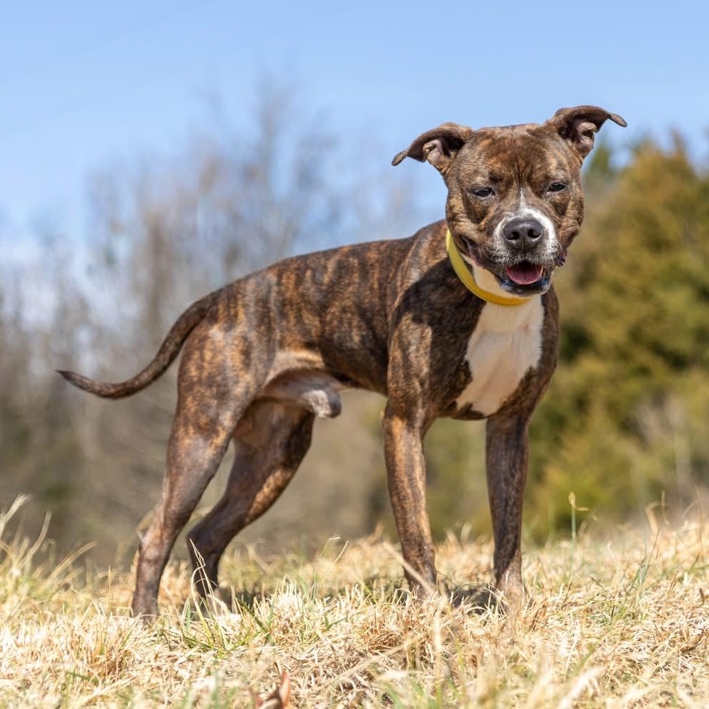 Enlarge Rocky, a ADOPTABLE mixed breed in Lebanon, TN image 2/6