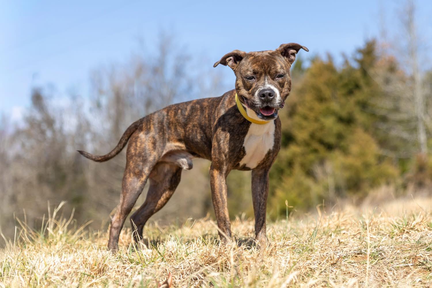 Rocky, a ADOPTABLE mixed breed in Lebanon, TN image 2/5