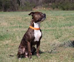 Enlarge Rocky, a ADOPTABLE mixed breed in Lebanon, TN image 5/6