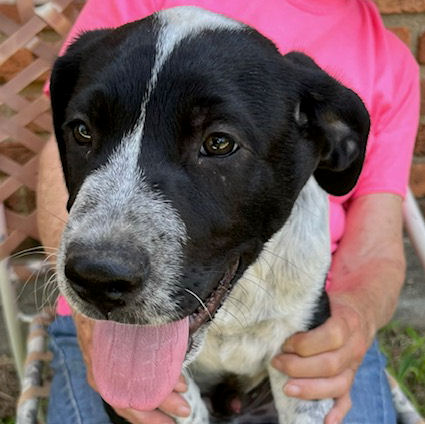 Enlarge JJ, a Adoptable Labrador Retriever in Fort Worth, TX image 1/4