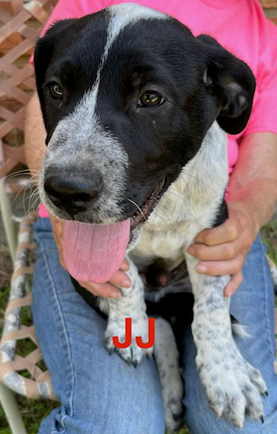 Enlarge JJ, a Adoptable Labrador Retriever in Fort Worth, TX image 2/4