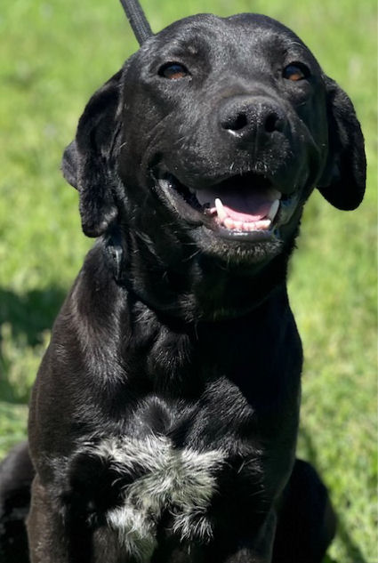 Enlarge JJ, a Adoptable Labrador Retriever in Fort Worth, TX image 4/4