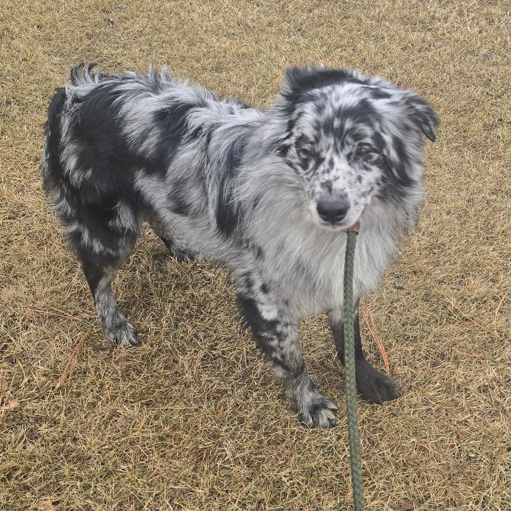 Rocky, Adoptable, Adult Male Australian Shepherd.