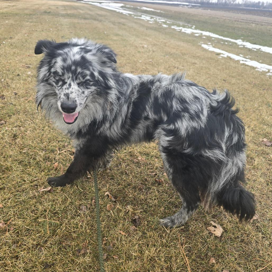 Enlarge Rocky, a Adoptable Australian Shepherd in Ada, MN image 2/3