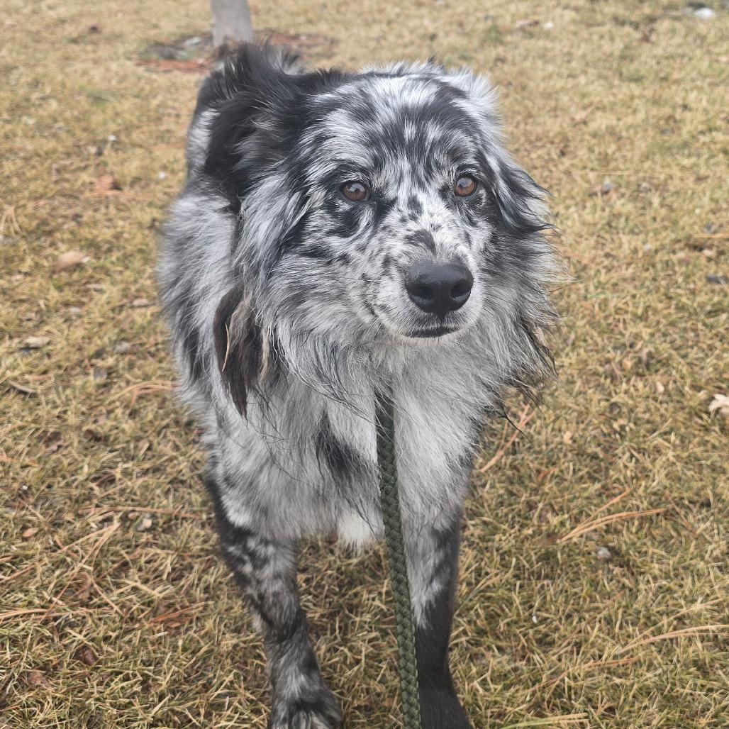 Enlarge Rocky, a Adoptable Australian Shepherd in Ada, MN image 3/3