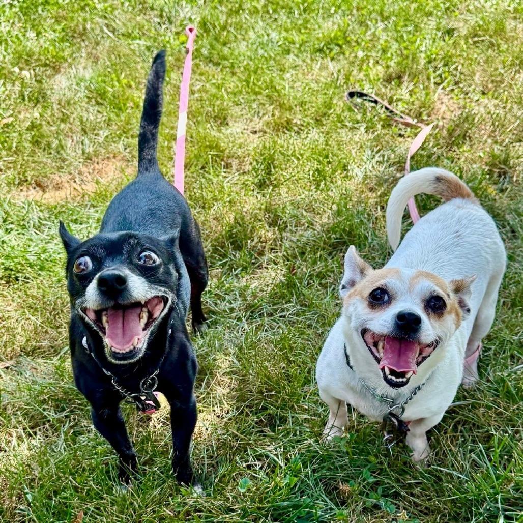 Enlarge Eggsy (In Foster), a Adoptable Chihuahua in Marshall, VA image 1/6